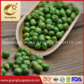 Export Quality Fried Green Peas Roasted Green Pea